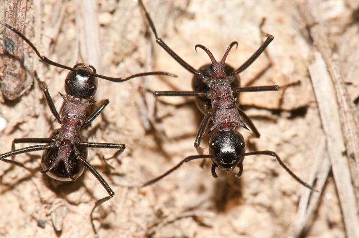 Polyrhachis lamellidens